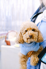 Cute poodle dog is in the girl's hands. Dog wearing a blue sweater