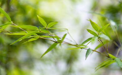Naklejka premium Background of green bamboo leaves