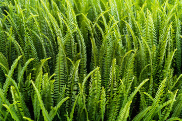 Background of Boston fern leaves