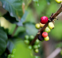 Green and red coffee beans on the tree