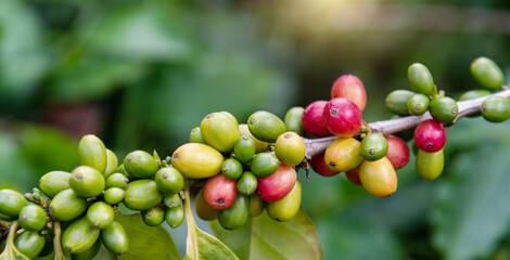 Green and red coffee beans on the tree