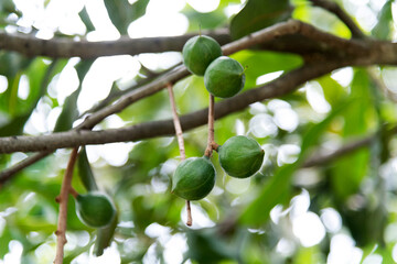 Macadamia nuts hanging on the tree