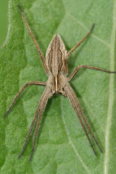 Closeup on the European Nursery web spider, Pisaura mirabilis sitting on a green leaf