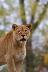 Lioness in a clearing a portrait
