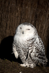 Snowy owl in the forest