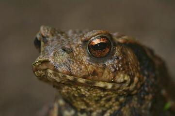 Facial closeup on a Common European toad, Bufo bufo