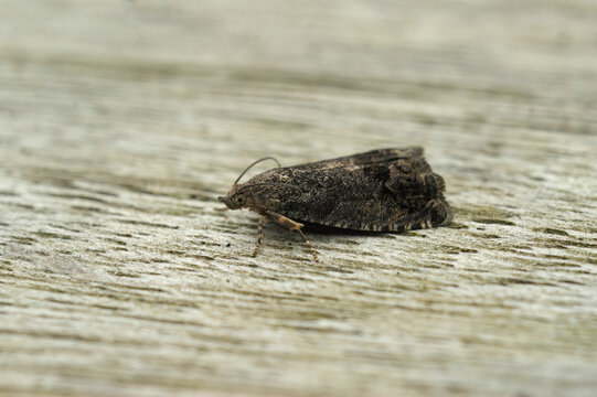 Closeup on a small chestnut tortrix or marbled piercer micro moth, Cydia splendana sitting on wood