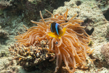 Naklejka na ściany i meble Nemos Clownfish Anemonfish - Rotmeer Anemonenfisch