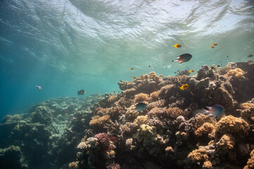 Fototapeta na wymiar Beautiful Coral Reef Red Sea - Wunderschönes Korallenriff Rotes Meer