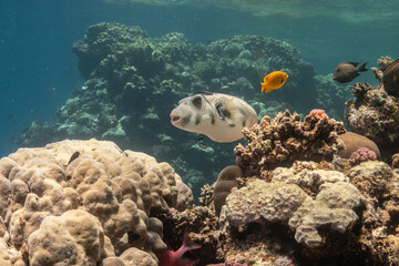 White Spotted Pufferfish Red Sea - Weißfleckenkugelfisch Rotes Meer