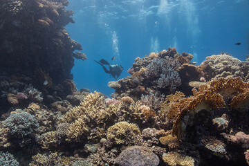 Naklejka na ściany i meble Beautiful Coral Reef Red Sea - Wunderschönes Korallenriff Rotes Meer