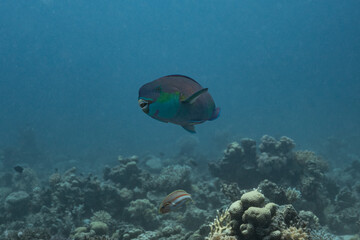 Fototapeta na wymiar Parrot Fish - Papageifish - Red Sea - Rotes Meer