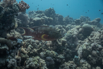 Lunartail Grouper Red Sea - Monsichel Juwelenbarsch Rotes Meer