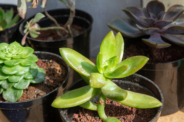 Close up of succulents and cacti in mini pots, ornamental plants inside the house