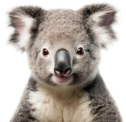 Koala bear isolated on transparent background. PNG