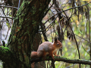 Naklejka na ściany i meble Squirrel sitting on tree