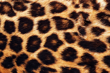 Real Leopard Skin