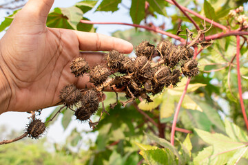 ricinus communis, the castor bean or castor oil plant close up. medical seeds