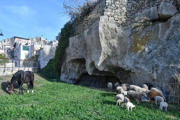 Sheep grazing in an Italian village in Puglia.