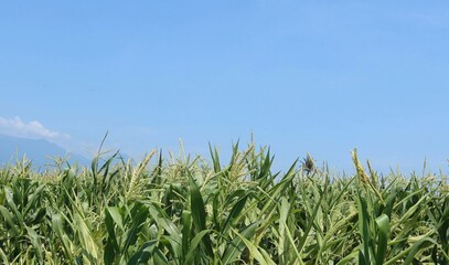 Corn field farming. Green nature. Rural farmland in summer. Plant growth. Farm scene. Outdoor view. Organic leaves. Harvest season with blue sky