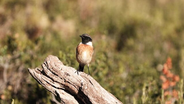 male european stonechat on a trunk	