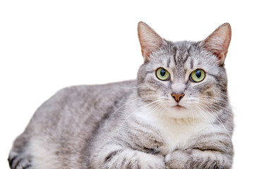 A gray cat with green eyes lies on a beige sofa, portrait, isolated on a white background