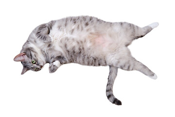 A grey cat is lying on a white blanket on its back with its belly up, isolated on a white...