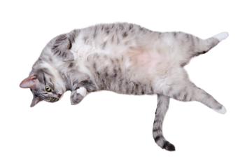 A grey cat is lying on a white blanket on its back with its belly up, isolated on a white background. A pet is resting on a warm bedspread