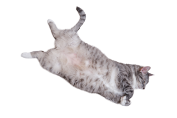 A grey cat is lying on a white blanket on its back with its belly up, isolated on a white background. A pet is resting on a warm bedspread