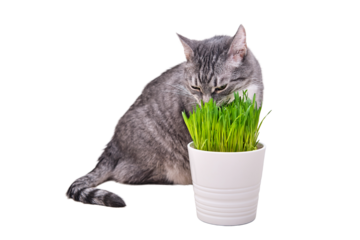 Grey cat eats green grass in the home room, isolated on a white background