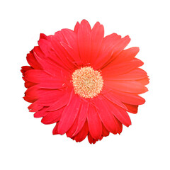 Gerbera is a genus of perennial herbs in the Asteraceae family, isolated on a white background
