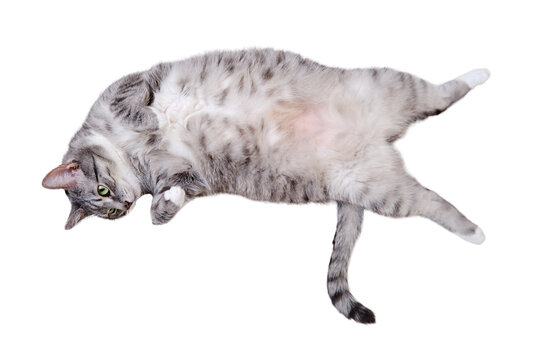 A grey cat is lying on a white blanket on its back with its belly up, isolated on a white background. A pet is resting on a warm bedspread