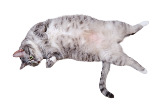A grey cat is lying on a white blanket on its back with its belly up, isolated on a white background. A pet is resting on a warm bedspread