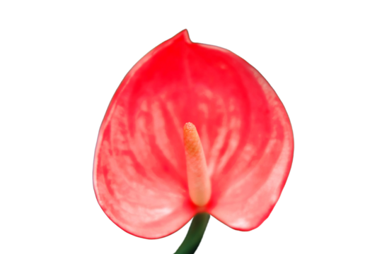 Beautiful red anthurium flower grown in home gardening greenhouse, isolated on a white background