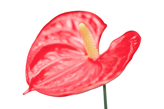 Red anthurium flower, isolated on a white backgroundt. Buying houseplants and flowers for home gardening.