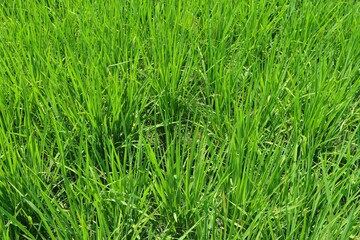 Bright outdoor landscape view over grass, rice, meadows and agricultural fields. Natural green green background. Growth of rice fields.