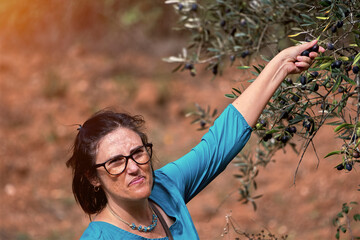 Woman picking olives from an olive tree