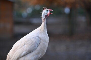 Perlhuhn - Vogel