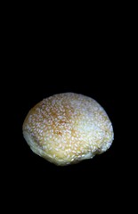 Sesame bun side view food photography close up on isolated black background