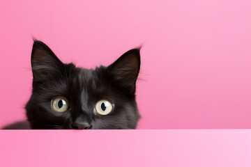 A cat peeking over pastel background