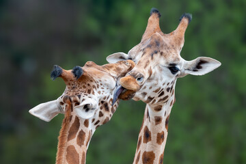 Close-up shot of two giraffes licking each other in a loving embrace