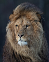 Vertical portrait of an African lion