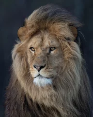 Fotobehang Vertical portrait of an African lion © Wirestock