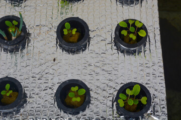 Close up of plants in a net pot in a hydroponic installation above a fish pond