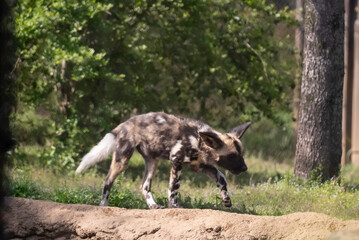 臭いをかぐリカオン