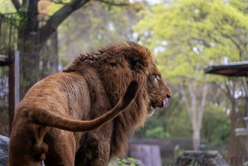 Fototapeta premium 遠くを見つめるライオン
