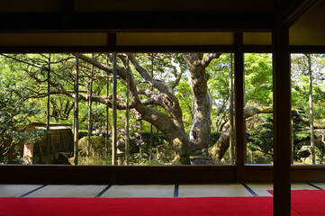 新緑の京都市大原の里 宝泉院の額縁庭園