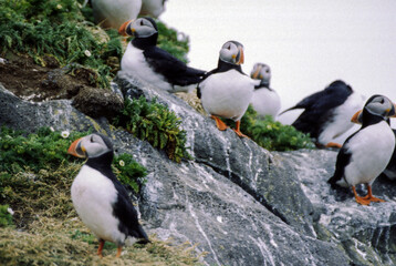 Toucan's have short compact bodies, a rounded tail, and a short, thick neck. Their legs are strong and short. They have small wings, so they need to flap their wings a lot to fly. Native to Brazil.