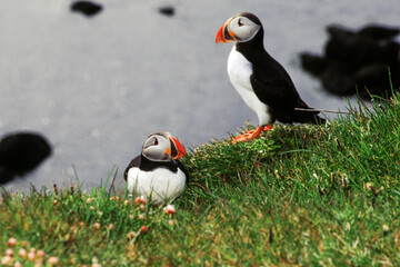 Toucan's have short compact bodies, a rounded tail, and a short, thick neck. Their legs are strong and short. They have small wings, so they need to flap their wings a lot to fly. Native to Brazil.