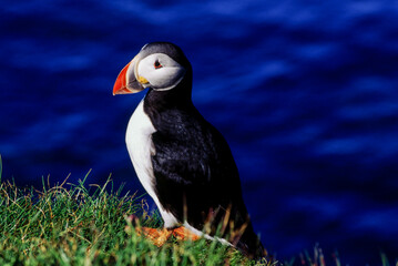 Toucan's have short compact bodies, a rounded tail, and a short, thick neck. Their legs are strong and short. They have small wings, so they need to flap their wings a lot to fly. Native to Brazil.